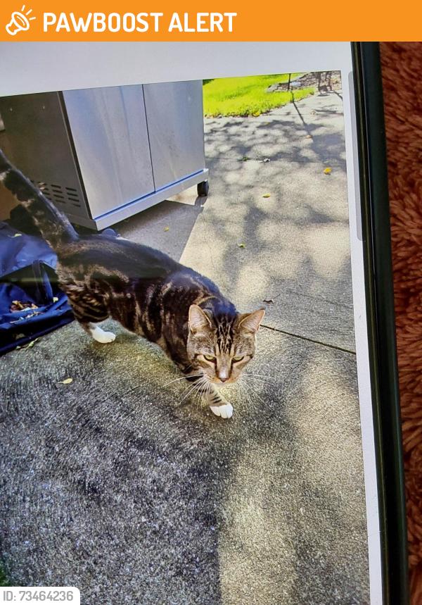 Found/Stray Unknown Cat last seen W. 14th Street, Millcreek Township, PA 16505