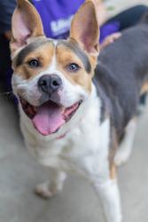 Shelter Stray Male Dog last seen Near Old Front St Stone Mountain Georgia 30083, 30083, GA, 3280 Chamblee Dunwoody Rd, Chamblee, GA 30341, USA