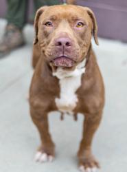 Shelter Stray Female Dog last seen , , GA, 3280 Chamblee Dunwoody Rd, Chamblee, GA 30341, USA