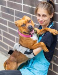 Shelter Stray Female Dog last seen , , GA, 3280 Chamblee Dunwoody Rd, Chamblee, GA 30341, USA