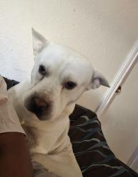 Reunited Male Dog last seen Stonewall street new braunfels, New Braunfels, TX 78130