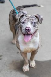 Shelter Stray Female Dog last seen Near Marbut Farms Lane, 30058, GA, 3280 Chamblee Dunwoody Rd, Chamblee, GA 30341, USA