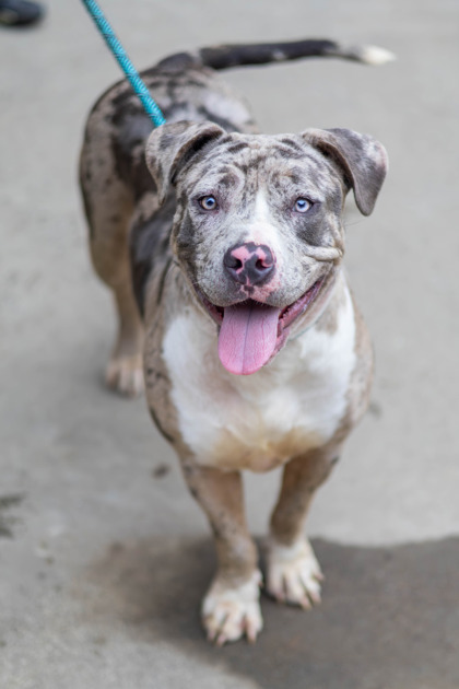 Shelter Stray Female Dog last seen Near Marbut Farms Lane, 30058, GA, 3280 Chamblee Dunwoody Rd, Chamblee, GA 30341, USA