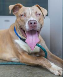 Shelter Stray Male Dog last seen Near Memorial Drive C, 30032, GA, 3280 Chamblee Dunwoody Rd, Chamblee, GA 30341, USA