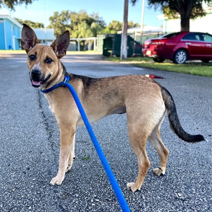 Shelter Stray Female Dog last seen Near & 66th Ave, IRC AC, FL, 6230 77th St, Vero Beach, FL 32967, USA