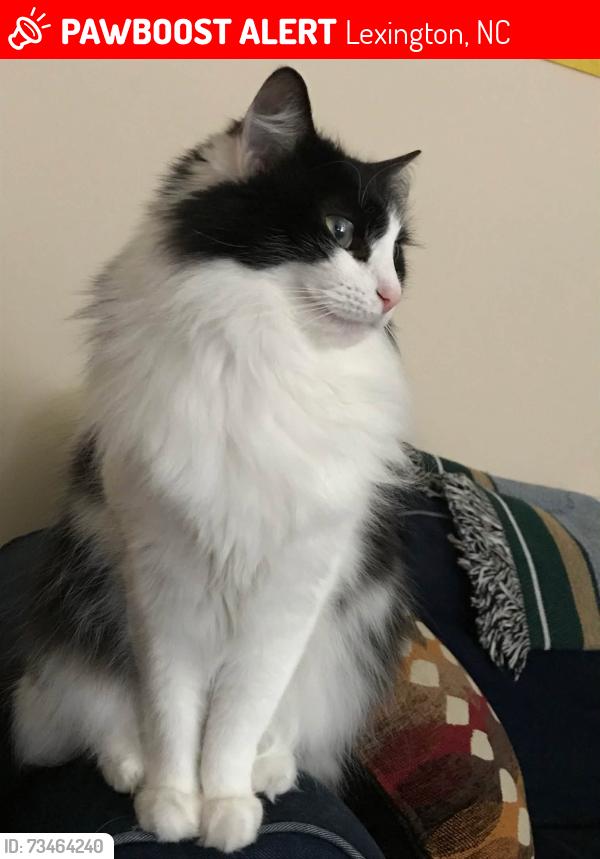 Lost Female Cat last seen Near Eller Road near Old US Hwy 52, Lexington, NC 27295