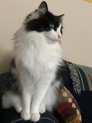 Lost Female Cat last seen Near Eller Road near Old US Hwy 52, Lexington, NC 27295