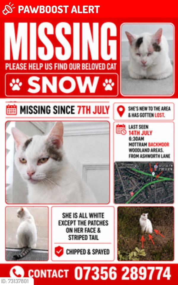 Lost Female Cat last seen Tesco, abbeydale gardens, Mottram cricket club, Mottram in Longdendale, England 