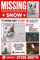 Lost Female Cat last seen Tesco, abbeydale gardens, Mottram cricket club, Mottram in Longdendale, England 