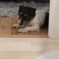 Found/Stray Male Dog last seen dollar general and 401, Warrenton, NC 27589