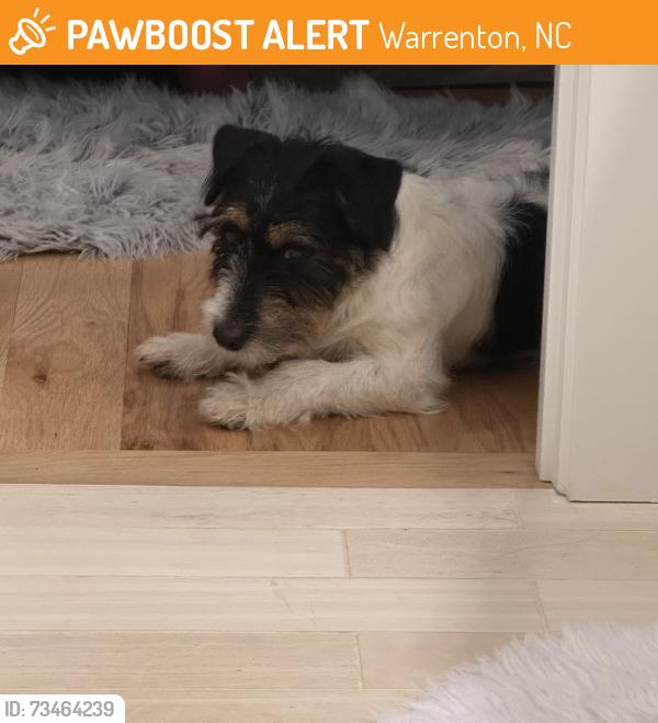 Found/Stray Male Dog last seen dollar general and 401, Warrenton, NC 27589