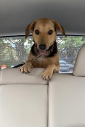 Reunited Female Dog last seen Off of Wake Robin Road, Cullowhee, NC, Cullowhee, NC 28723