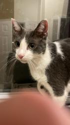 Reunited Male Cat last seen P & 3rd NW, Washington, DC 20001