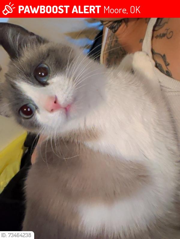 Lost Female Cat last seen Between 27th and 24th on Nottingham, Moore, OK 73160