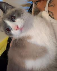 Lost Female Cat last seen Between 27th and 24th on Nottingham, Moore, OK 73160