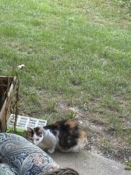 Found/Stray Unknown Cat last seen Hilltop apmts, Cincinnati, OH 45213