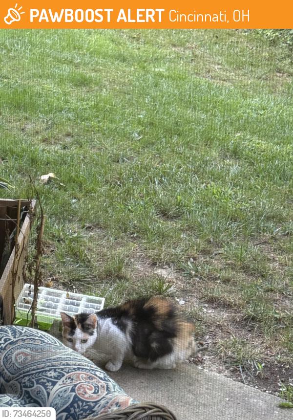 Found/Stray Unknown Cat last seen Hilltop apmts, Cincinnati, OH 45213