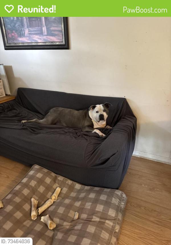 Reunited Male Dog last seen Near Tabor View Ln, Winston-Salem, NC 27106, USA, Winston-Salem, NC 27106