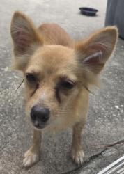 Reunited Female Dog last seen Near Foxwood Forest Blvd Humble, TX 77338 United States, Humble, TX 77338