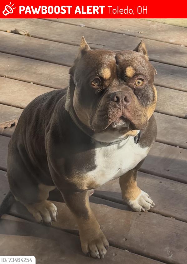 Lost Male Dog last seen Near felt St, Toledo, OH 43605