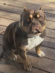 Lost Male Dog last seen Near felt St, Toledo, OH 43605