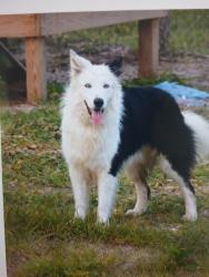 Reunited Male Dog last seen Near ne 10th street, Ocala, FL 34470