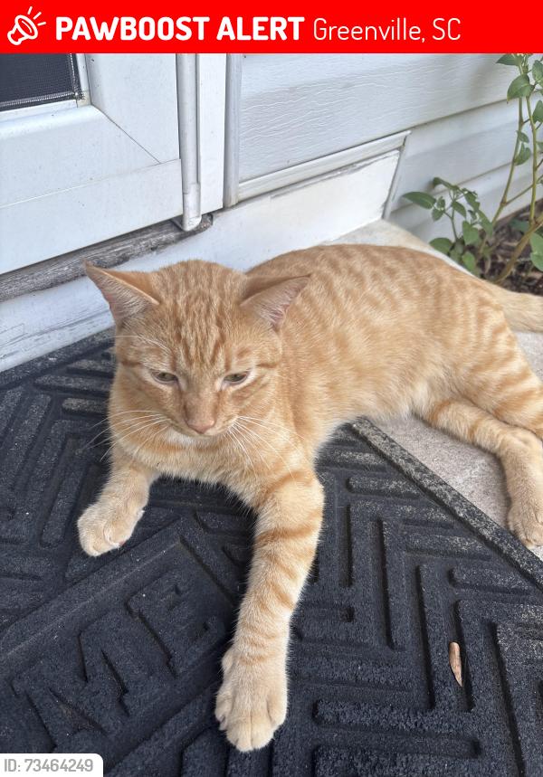 Lost Male Cat last seen Mitchell Rd, Greenville, SC 29615