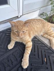 Lost Male Cat last seen Mitchell Rd, Greenville, SC 29615