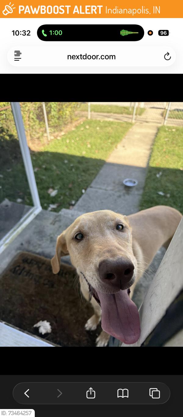 Found/Stray Female Dog last seen markwood ave, Indianapolis, IN 46227