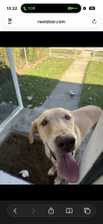 Found/Stray Female Dog last seen markwood ave, Indianapolis, IN 46227