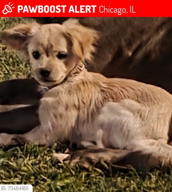Lost Female Dog last seen St. Louis and 12th Place, Chicago, IL 60623