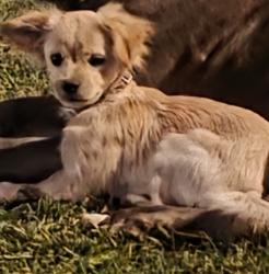 Lost Female Dog last seen St. Louis and 12th Place, Chicago, IL 60623