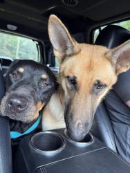 Found/Stray Unknown Dog last seen Poplar and Holmes rd, Memphis, TN 38111