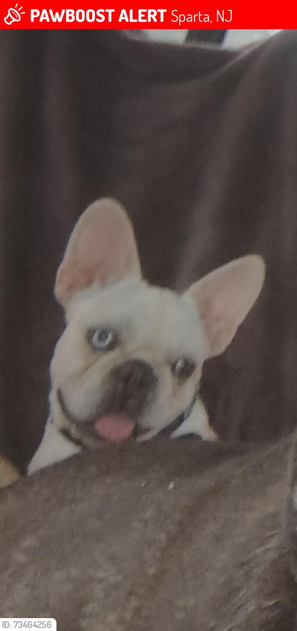 Lost Female Dog last seen royal oaks development, Sparta, NJ 07871