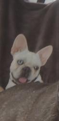Lost Female Dog last seen royal oaks development, Sparta, NJ 07871
