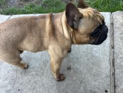 Reunited Male Dog last seen Payne Ave, Saint Paul, MN 55130