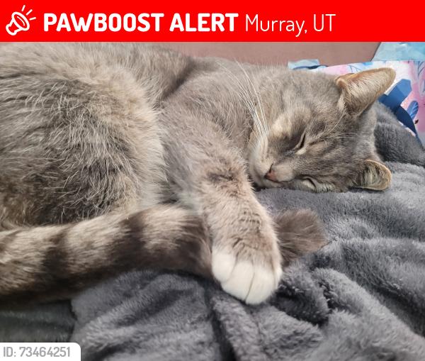 Lost Female Cat last seen S Murray Blvd and 4100, Murray, UT 84123