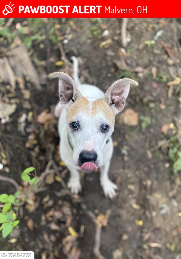 Lost Male Dog last seen 1st street 44644, Malvern, OH 44644
