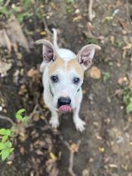 Lost Male Dog last seen 1st street 44644, Malvern, OH 44644
