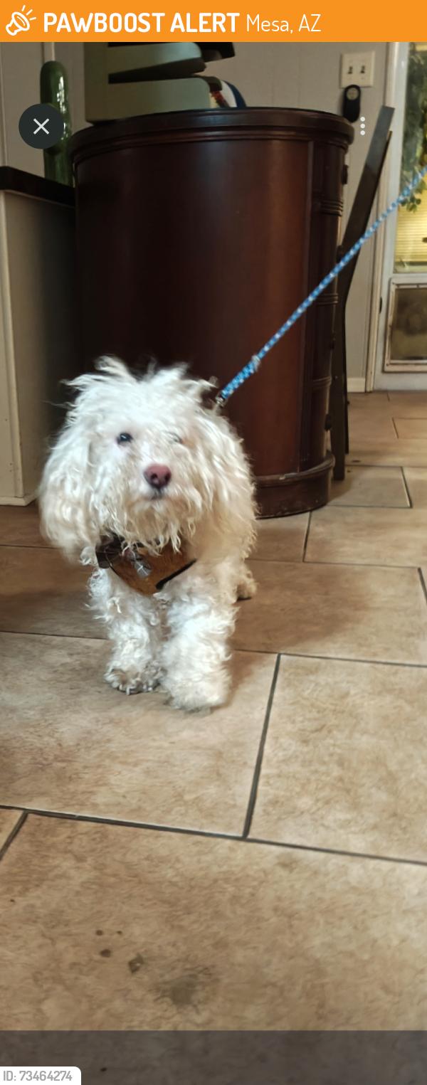 Found/Stray Unknown Dog last seen Sossomen & Southern 85208, Mesa, AZ 85212