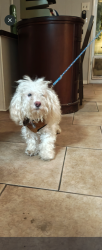 Found/Stray Unknown Dog last seen Sossomen & Southern 85208, Mesa, AZ 85212
