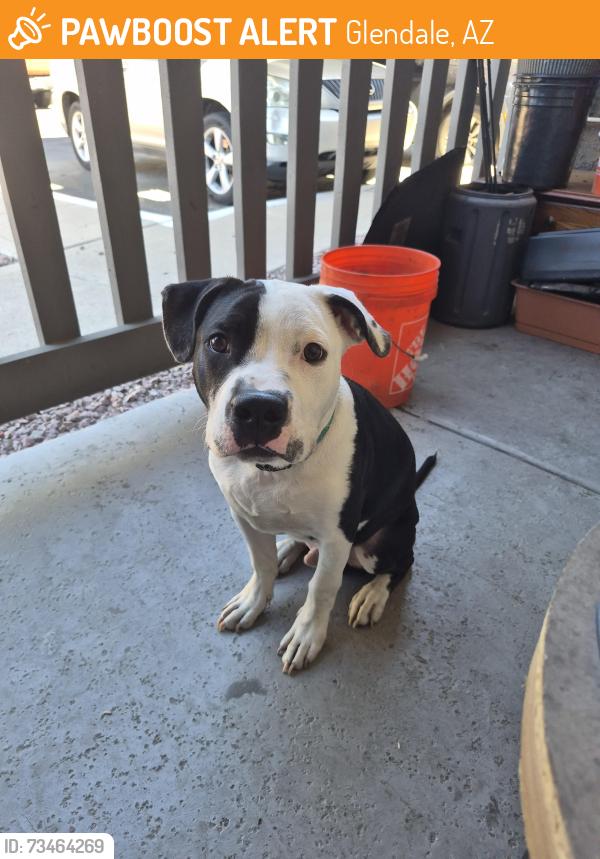 Found/Stray Male Dog last seen 67th ave Bethany Home Road, Glendale, AZ 85303