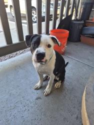 Found/Stray Male Dog last seen 67th ave Bethany Home Road, Glendale, AZ 85303