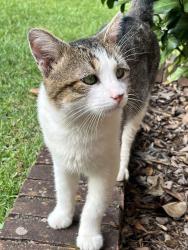 Found/Stray Male Cat last seen Pilot Rd, Greenville County, SC 29609