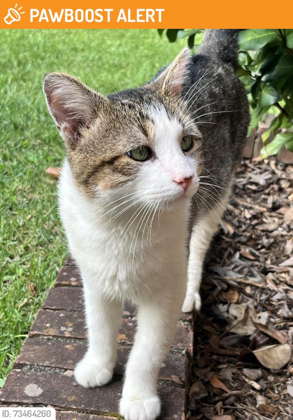Found/Stray Male Cat last seen Pilot Rd, Greenville County, SC 29609
