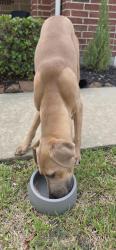Found/Stray Male Dog last seen Will Clayton, Humble, TX 77338