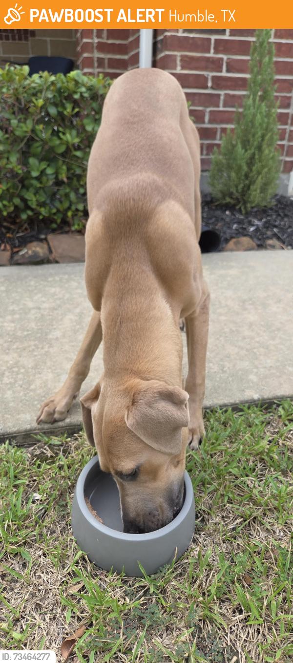 Found/Stray Male Dog last seen Will Clayton, Humble, TX 77338