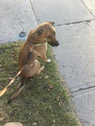 Found/Stray Male Dog last seen 1521-26 Ave SW, Calgary, AB T2T 1C4