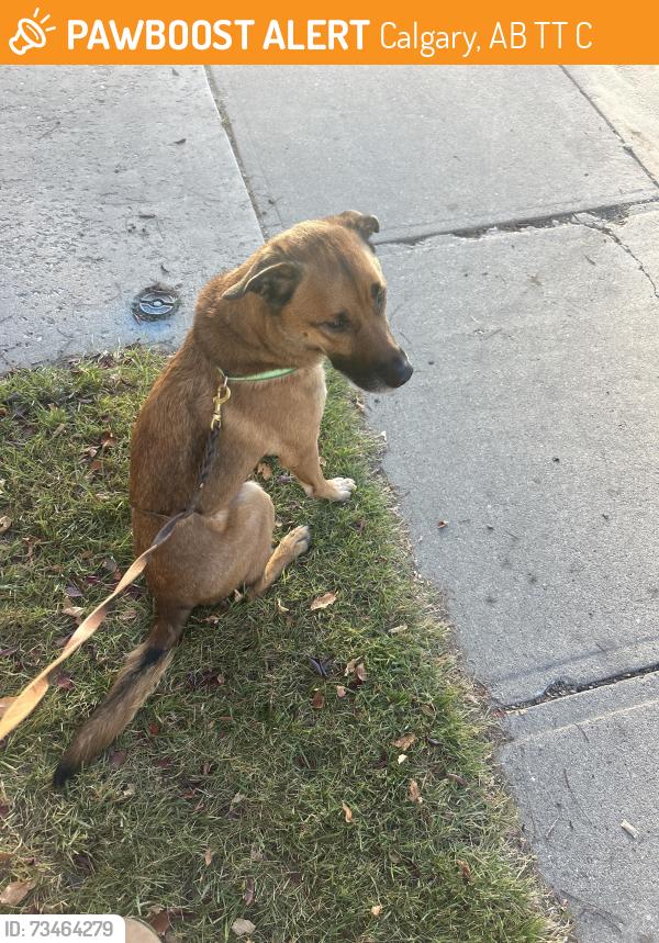 Found/Stray Male Dog last seen 1521-26 Ave SW, Calgary, AB T2T 1C4