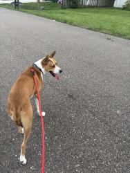 Reunited Male Dog last seen Schooner cove, Tampa, FL 33616